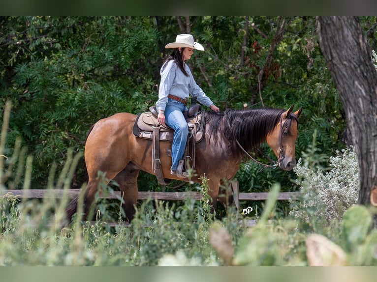 American Quarter Horse Gelding 8 years 15,2 hh Buckskin in Canyon