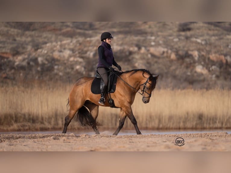 American Quarter Horse Gelding 8 years 15,2 hh Buckskin in Canyon