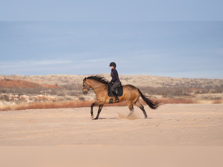 American Quarter Horse Gelding 8 years 15,2 hh Buckskin in Canyon