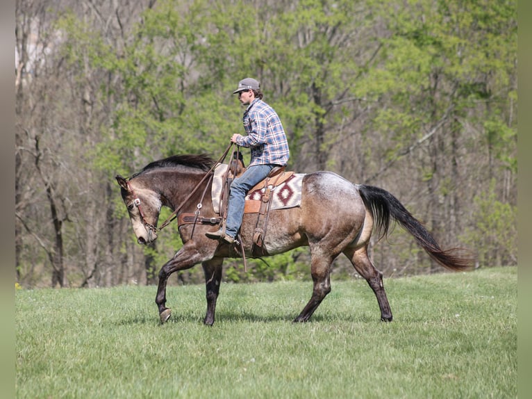 American Quarter Horse Gelding 8 years 15.2 hh Buckskin in Mount Vernon