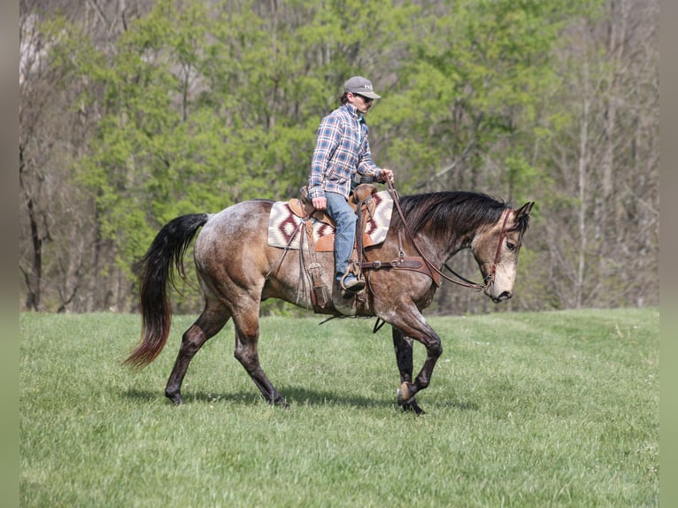 American Quarter Horse Gelding 8 years 15.2 hh Buckskin in Mount Vernon