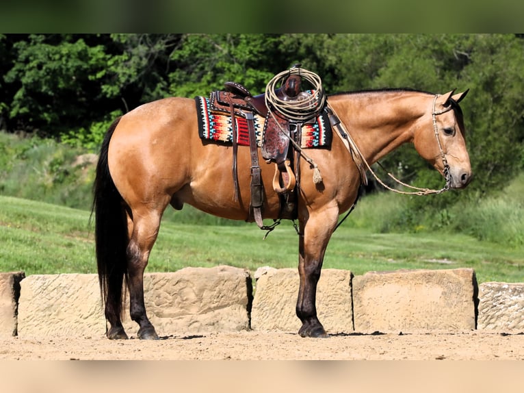 American Quarter Horse Gelding 8 years 15,2 hh Buckskin in Millersburg