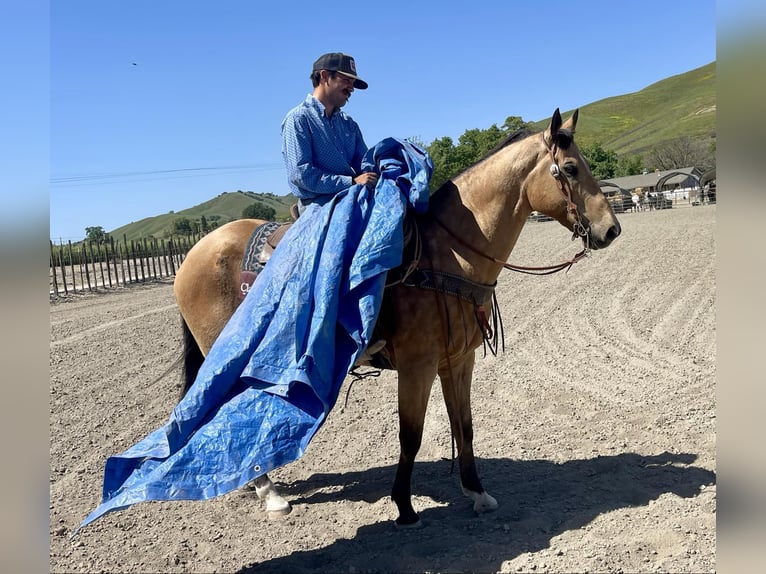 American Quarter Horse Gelding 8 years 15,2 hh Buckskin in Bitterwater CA