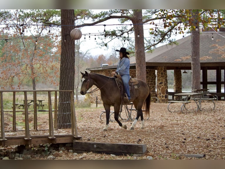 American Quarter Horse Gelding 8 years 15,2 hh Buckskin in RUsk TX