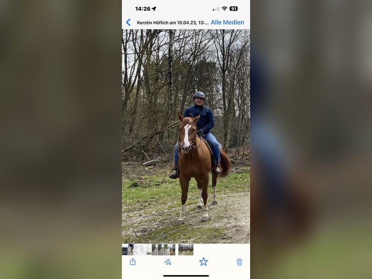 American Quarter Horse Gelding 8 years 15.2 hh Chestnut-Red in Remscheid