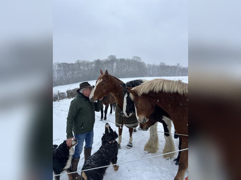 American Quarter Horse Gelding 8 years 15.2 hh Chestnut-Red in Remscheid