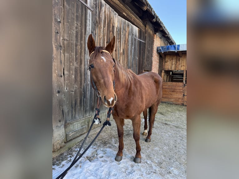 American Quarter Horse Gelding 8 years 15.2 hh Chestnut-Red in Martin