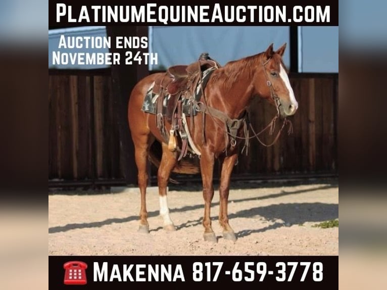 American Quarter Horse Gelding 8 years 15,2 hh Chestnut in Lipan TX