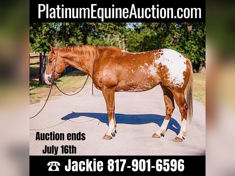 American Quarter Horse Gelding 8 years 15,2 hh Chestnut in Lipan TX