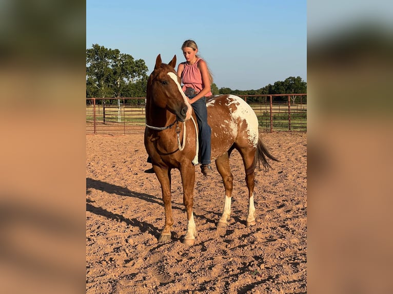 American Quarter Horse Gelding 8 years 15,2 hh Chestnut in Lipan TX