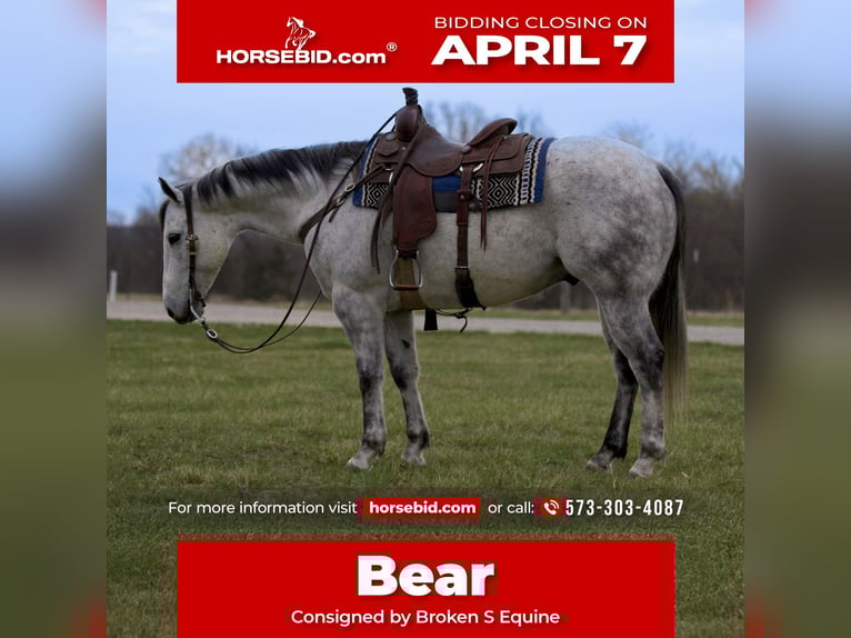 American Quarter Horse Gelding 8 years 15,2 hh Gray in Marshall, MO