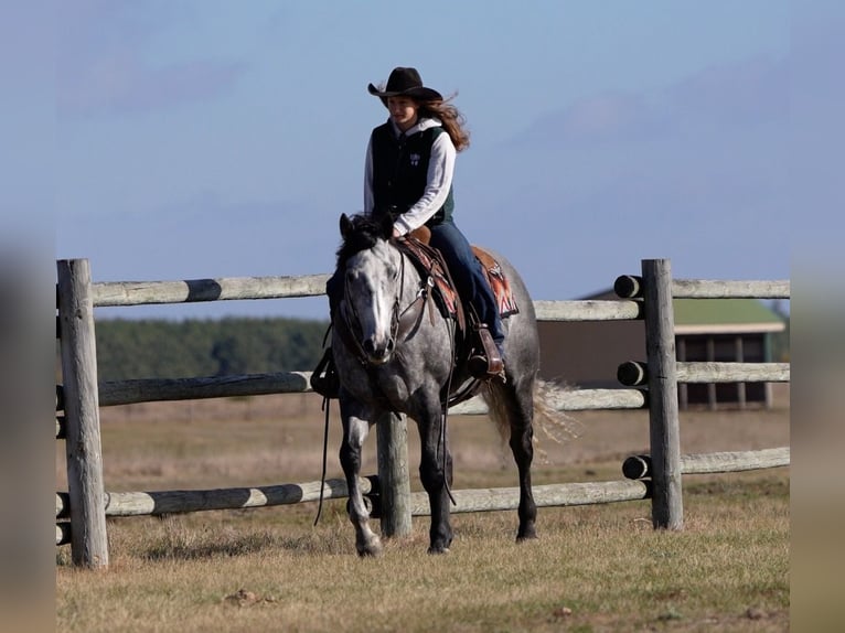 American Quarter Horse Gelding 8 years 15,2 hh Gray in Nevis, MN