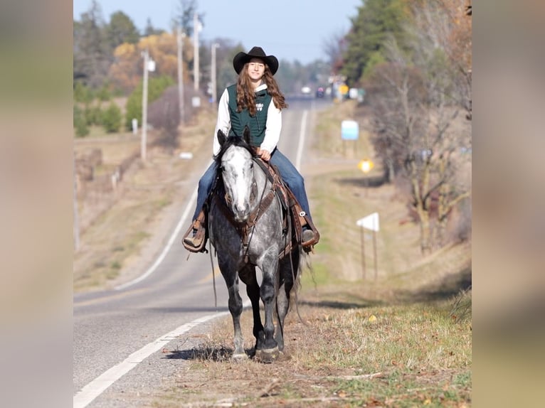 American Quarter Horse Gelding 8 years 15,2 hh Gray in Nevis, MN