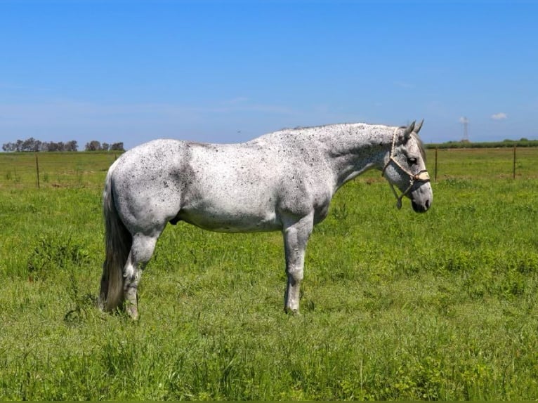 American Quarter Horse Gelding 8 years 15,2 hh Gray in Pleasant Grove CA