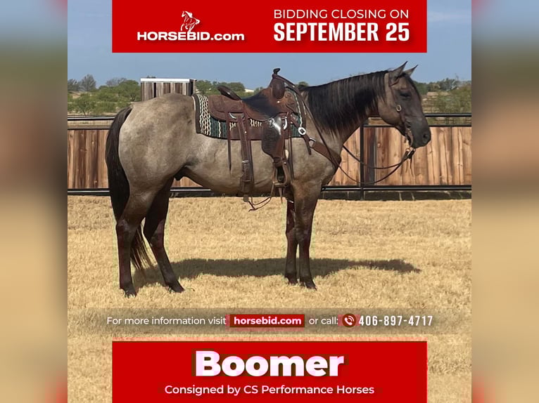 American Quarter Horse Gelding 8 years 15,2 hh Grullo in Graham, TX