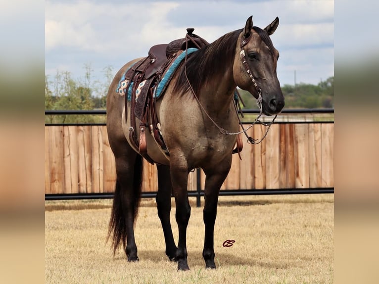 American Quarter Horse Gelding 8 years 15,2 hh Grullo in Graham, TX