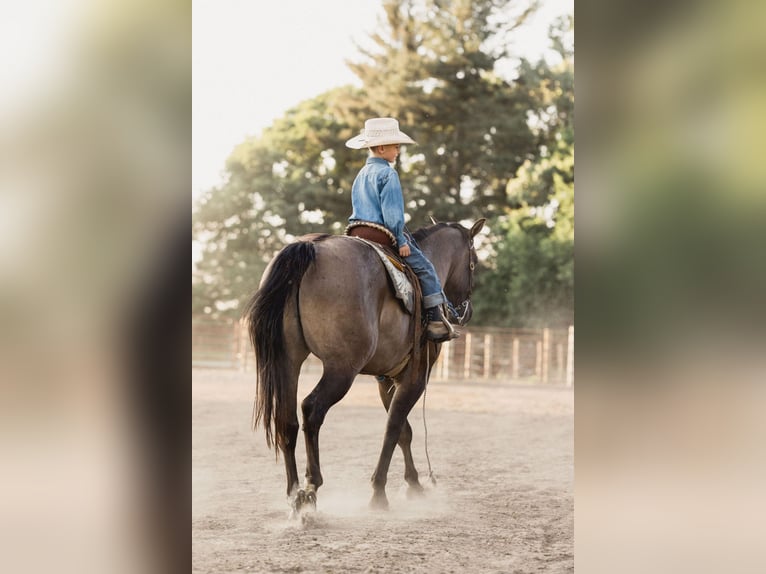 American Quarter Horse Gelding 8 years 15,2 hh Grullo in North Judson IN