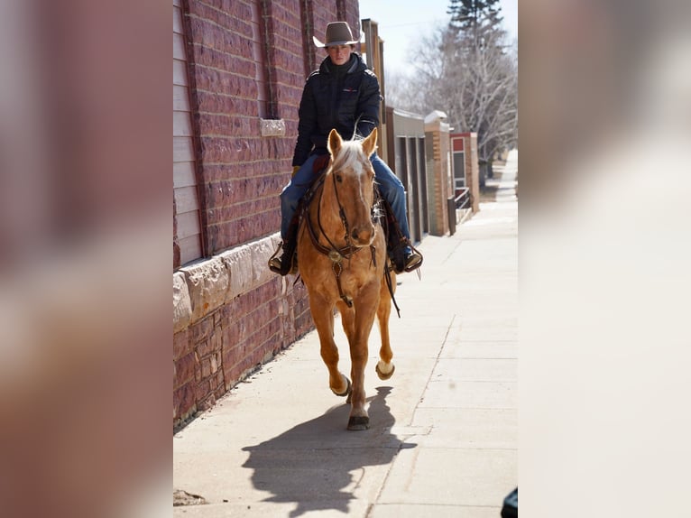 American Quarter Horse Gelding 8 years 15,2 hh Palomino in Sioux Falls, SD