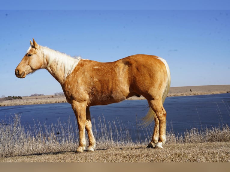 American Quarter Horse Gelding 8 years 15,2 hh Palomino in Sioux Falls, SD