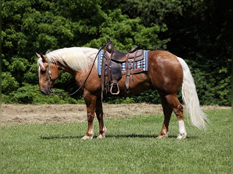 American Quarter Horse Gelding 8 years 15,2 hh Palomino in Level Green KY