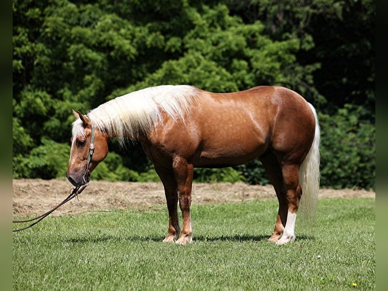 American Quarter Horse Gelding 8 years 15.2 hh Palomino in Level Green KY