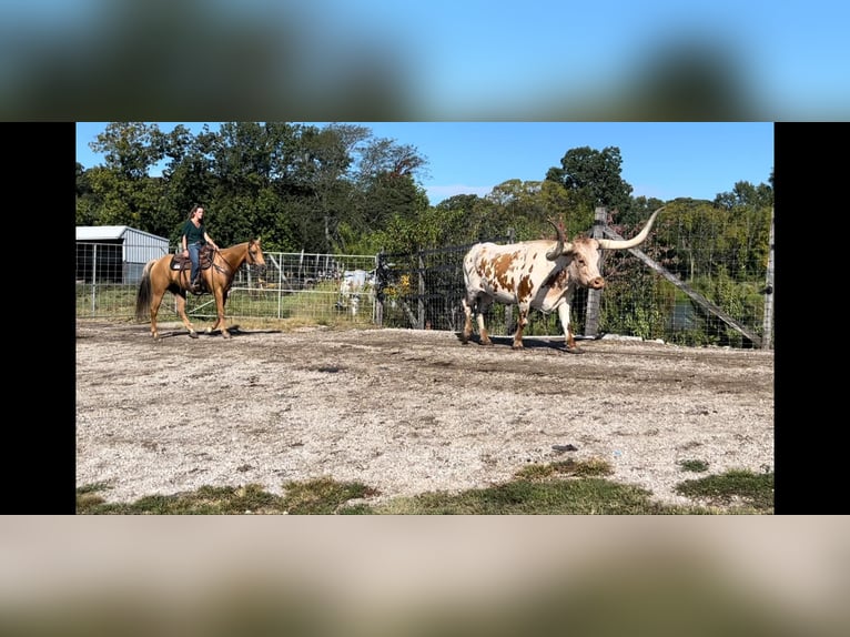 American Quarter Horse Gelding 8 years 15,2 hh Palomino in shobonier, IL