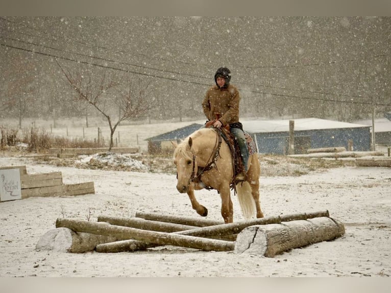 American Quarter Horse Gelding 8 years 15.2 hh Palomino in Fresno