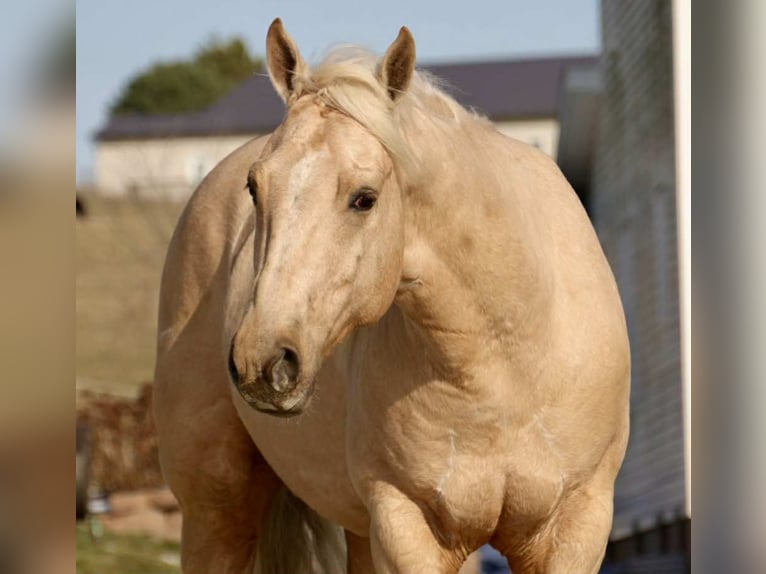 American Quarter Horse Gelding 8 years 15.2 hh Palomino in Fresno