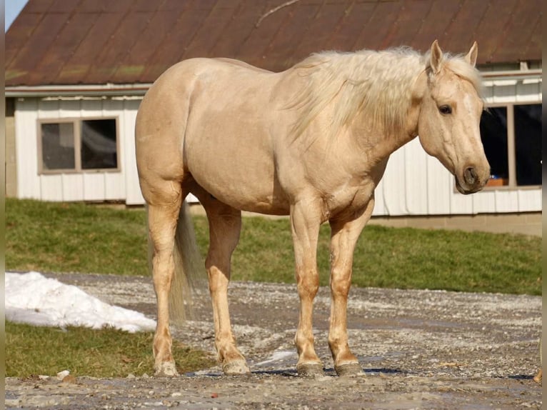 American Quarter Horse Gelding 8 years 15.2 hh Palomino in Fresno