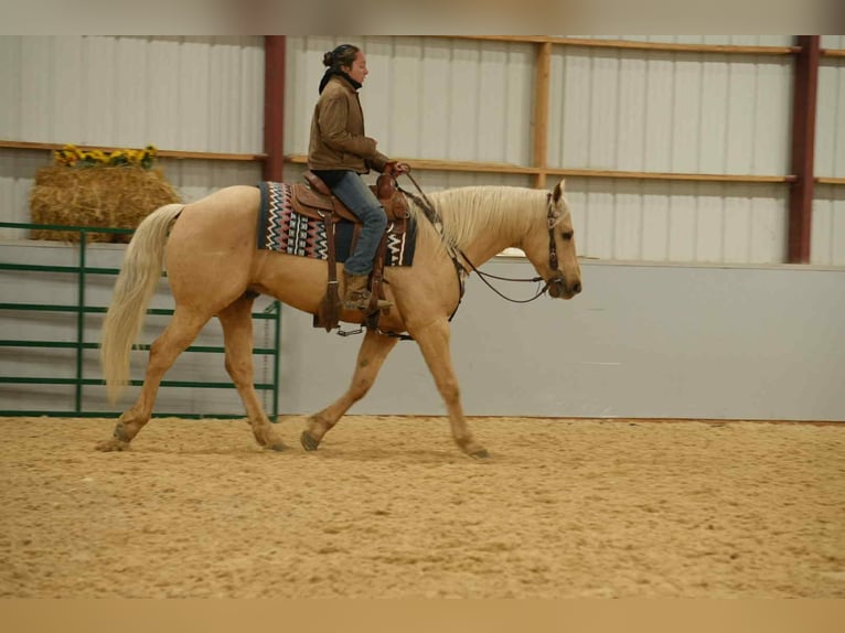 American Quarter Horse Gelding 8 years 15.2 hh Palomino in Fresno
