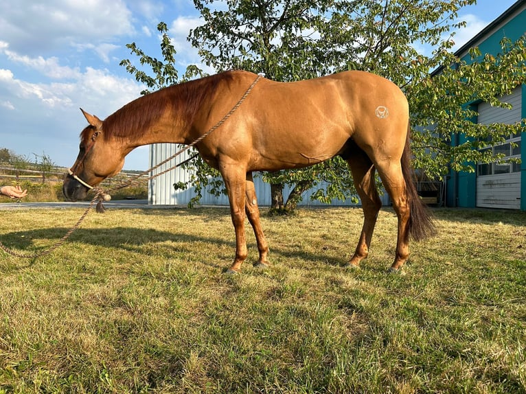 American Quarter Horse Gelding 8 years 15,2 hh Red Dun in Parkstein