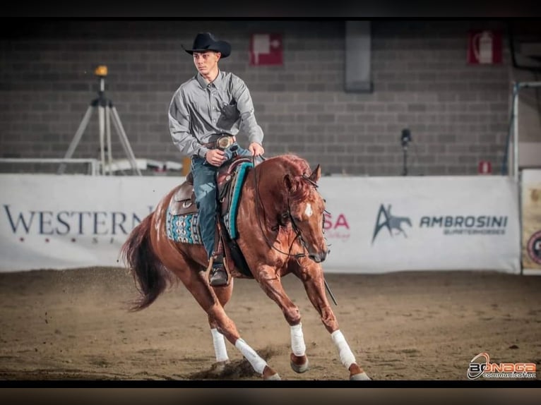 American Quarter Horse Gelding 8 years 15,2 hh Red Dun in Parkstein