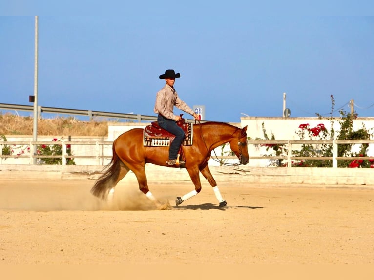 American Quarter Horse Gelding 8 years 15,2 hh Red Dun in Santa Ana