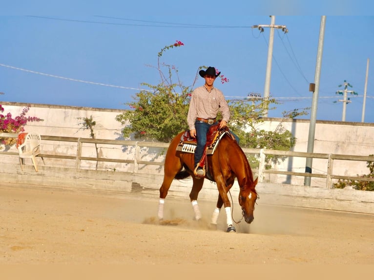 American Quarter Horse Gelding 8 years 15,2 hh Red Dun in Santa Ana