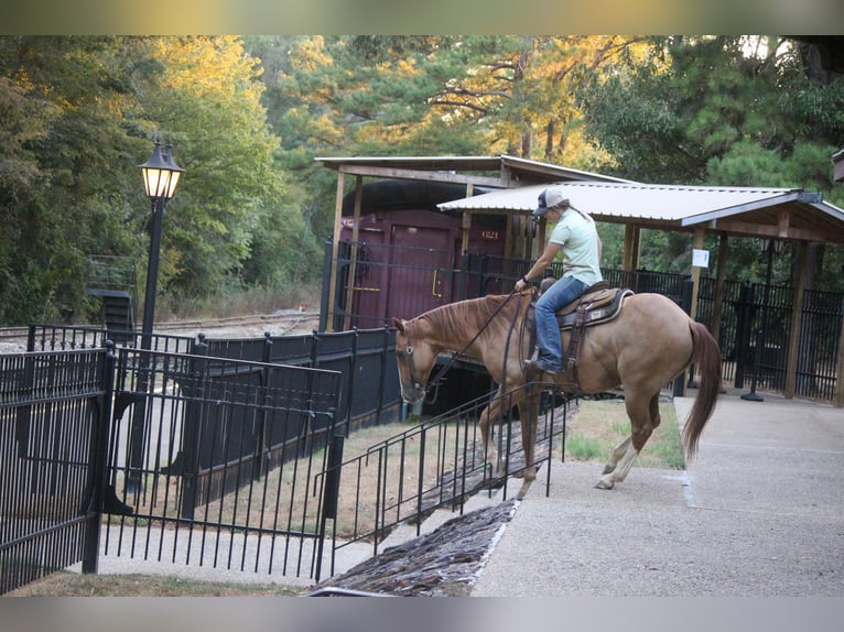 American Quarter Horse Gelding 8 years 15,2 hh Red Dun in Rusk TX