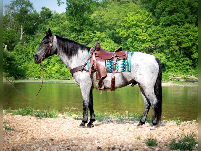 American Quarter Horse Gelding 8 years 15,2 hh Roan-Blue in Hillsboro KY