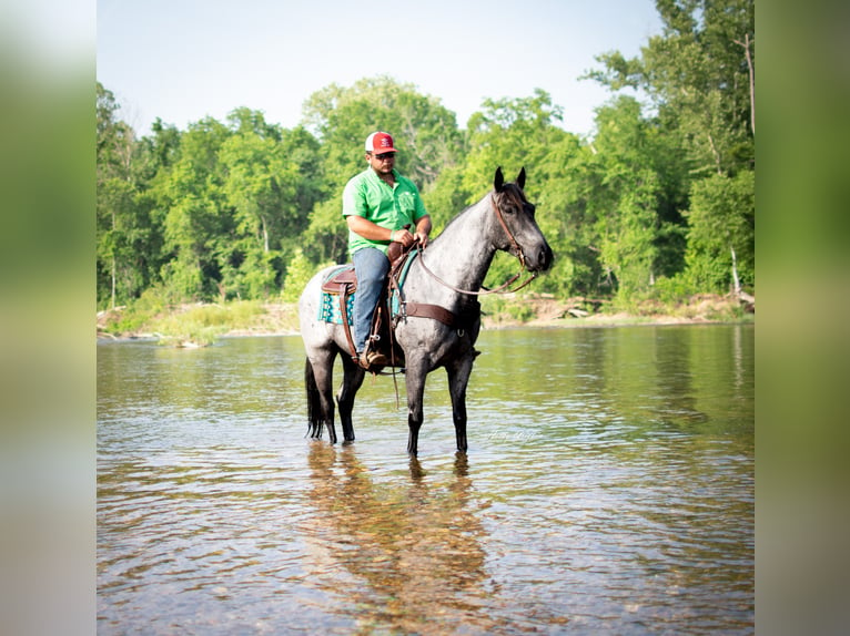 American Quarter Horse Gelding 8 years 15,2 hh Roan-Blue in Hillsboro KY