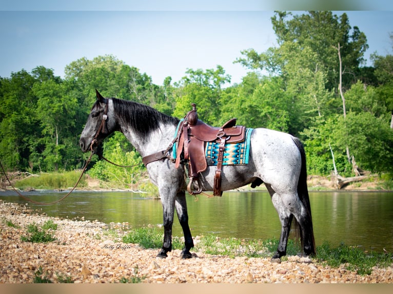 American Quarter Horse Gelding 8 years 15,2 hh Roan-Blue in Hillsboro KY