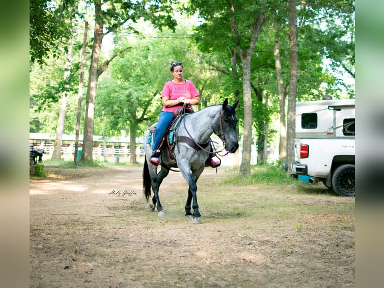 American Quarter Horse Gelding 8 years 15,2 hh Roan-Blue in Hillsboro KY