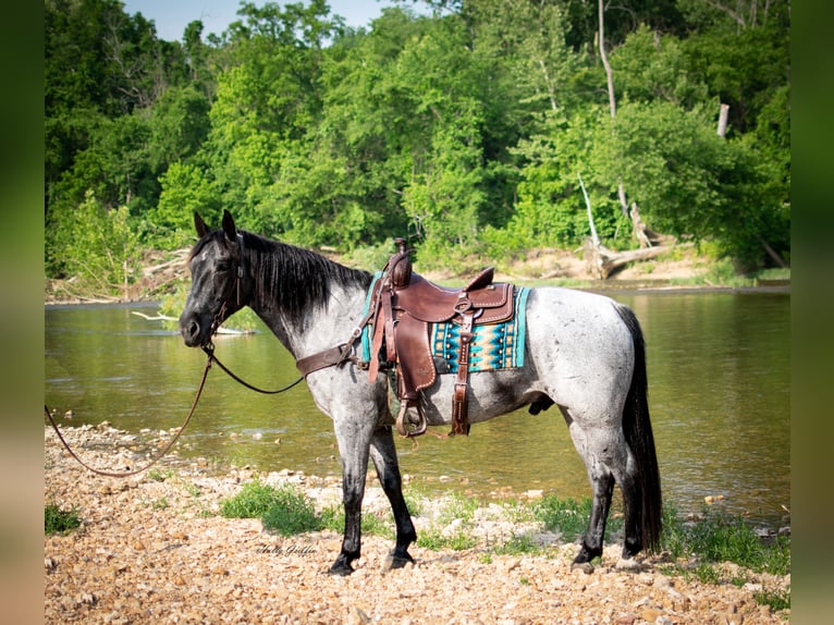 American Quarter Horse Gelding 8 years 15,2 hh Roan-Blue in Hillsboro KY