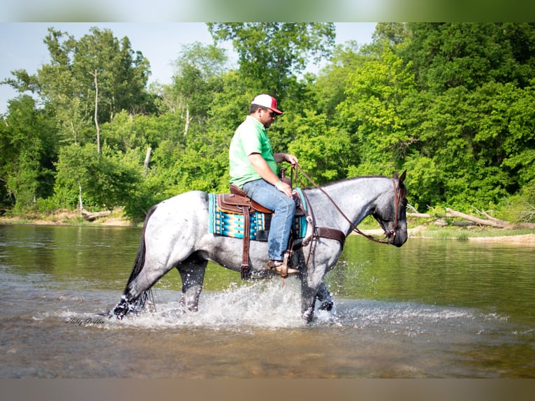 American Quarter Horse Gelding 8 years 15,2 hh Roan-Blue in Hillsboro KY