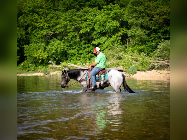 American Quarter Horse Gelding 8 years 15,2 hh Roan-Blue in Hillsboro KY