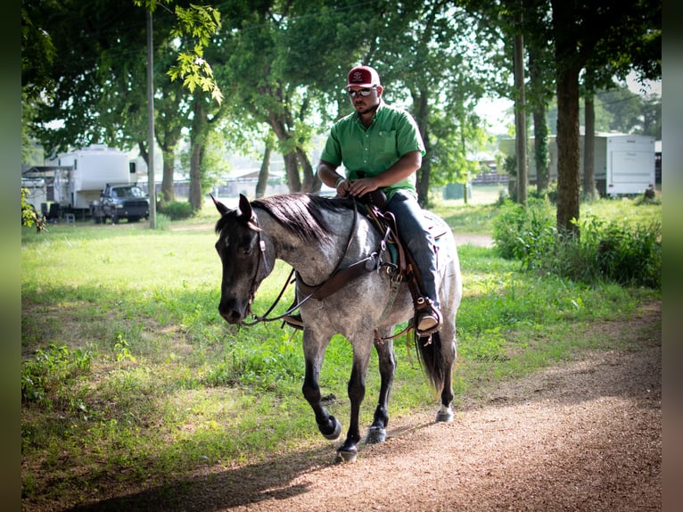 American Quarter Horse Gelding 8 years 15,2 hh Roan-Blue in Hillsboro KY