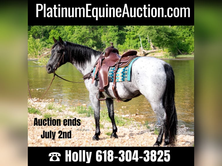 American Quarter Horse Gelding 8 years 15,2 hh Roan-Blue in Hillsboro KY