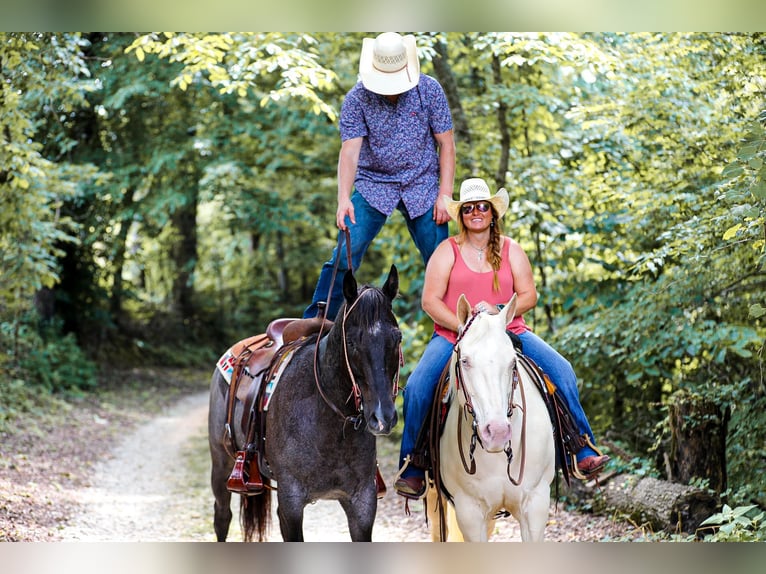 American Quarter Horse Gelding 8 years 15.2 hh Roan-Blue in Santa Fe TN