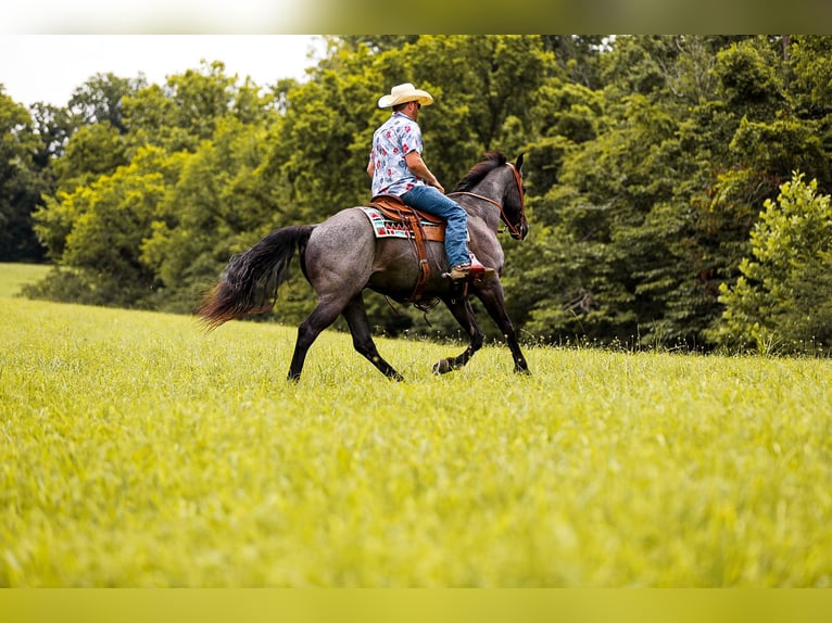 American Quarter Horse Gelding 8 years 15.2 hh Roan-Blue in Santa Fe TN