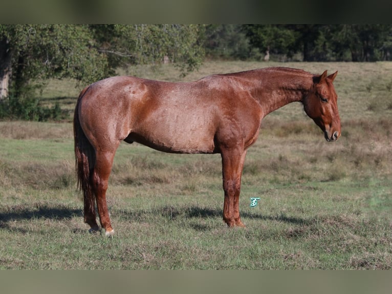 American Quarter Horse Gelding 8 years 15,2 hh Roan-Red in Carthage, TX