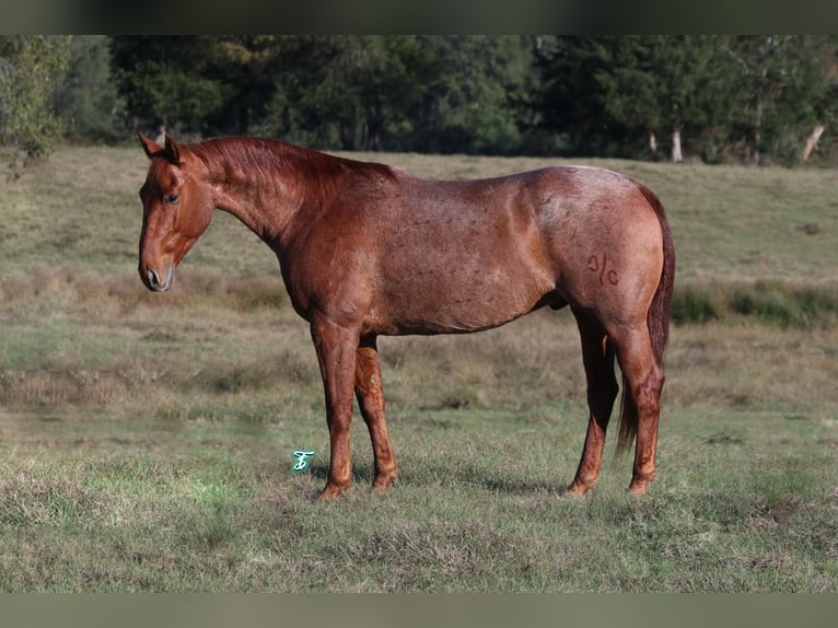 American Quarter Horse Gelding 8 years 15,2 hh Roan-Red in Carthage, TX