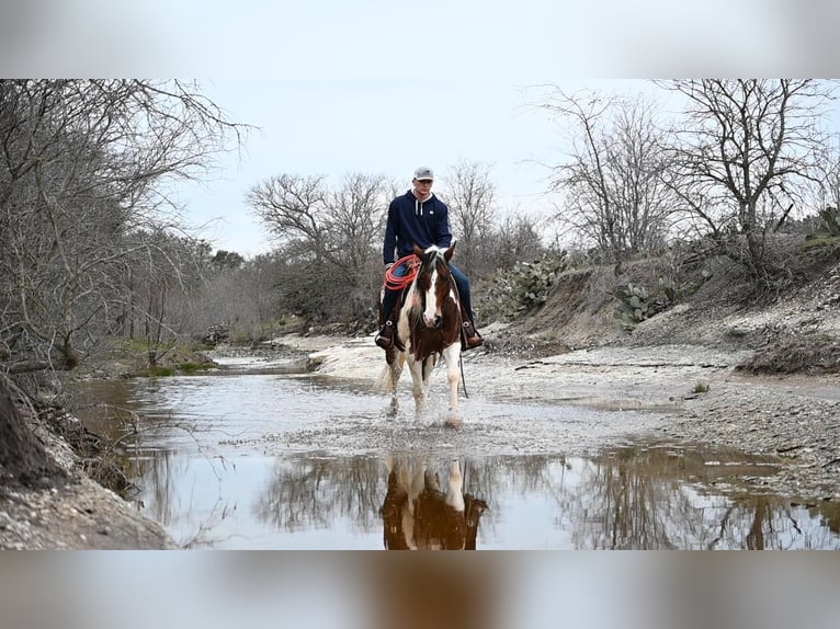 American Quarter Horse Gelding 8 years 15,2 hh Tobiano-all-colors in Waco TX