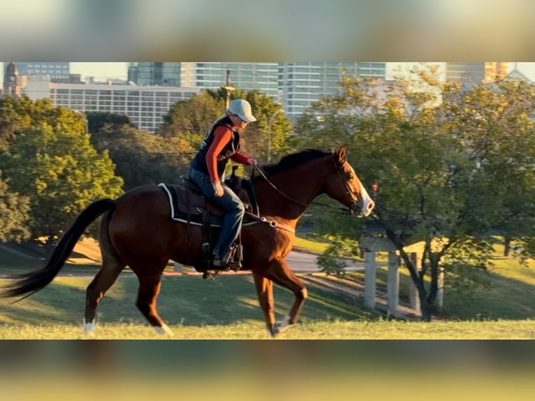 American Quarter Horse Gelding 8 years 15.3 hh Bay in Weatherford TX